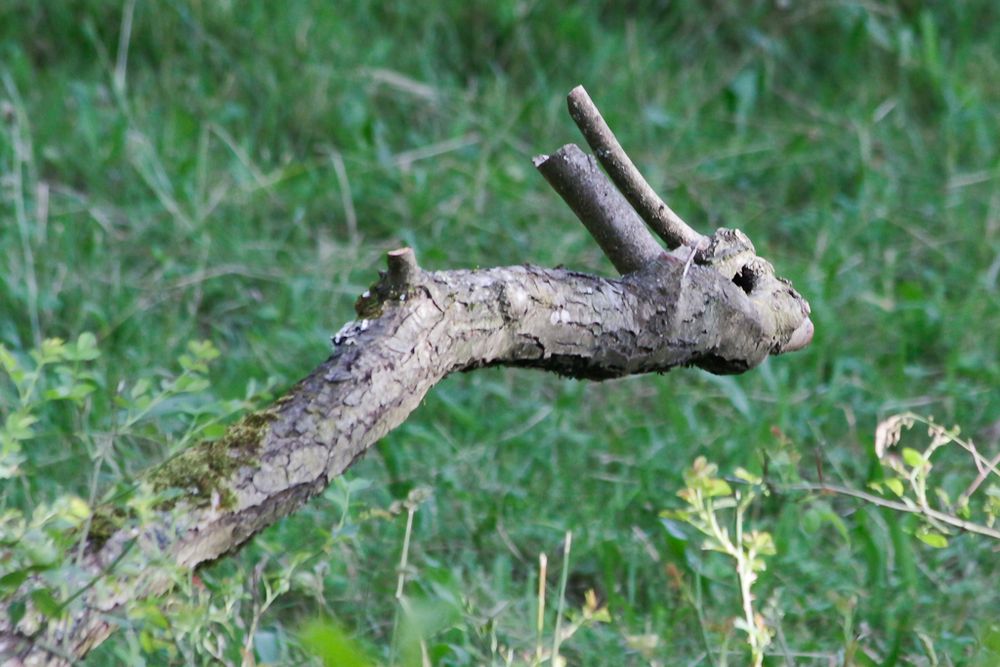 pareidolie Foto & Bild | bildband, tiere, wildlife Bilder auf fotocommunity