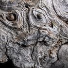 Pareidolie in Holz 22-15