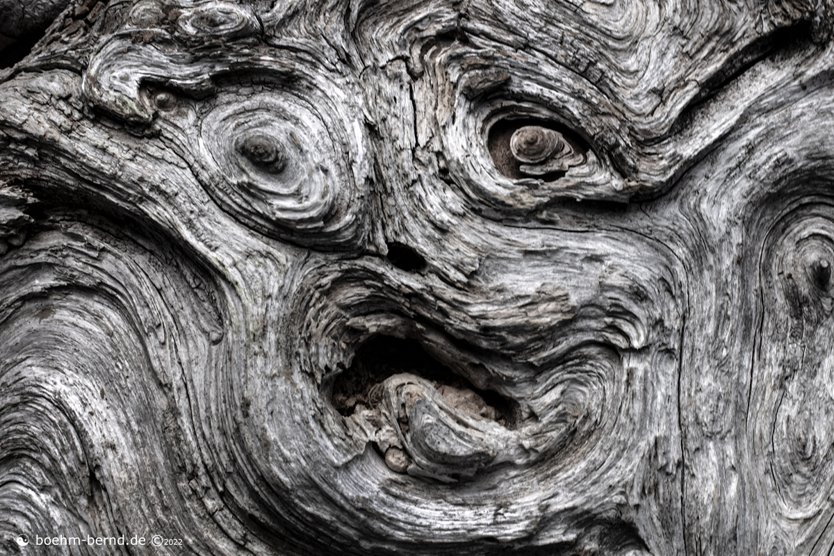 Pareidolie in Holz 22-18