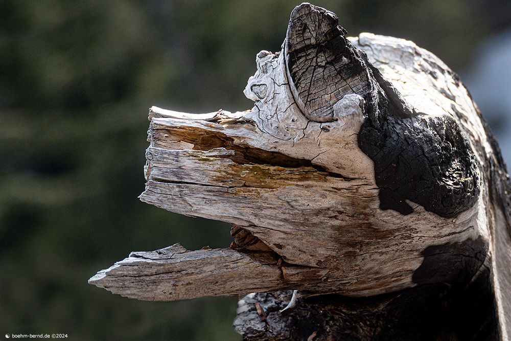 Pareidolie in Holz 24-1