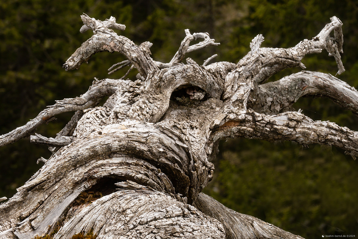 Pareidolie in Holz 24-2