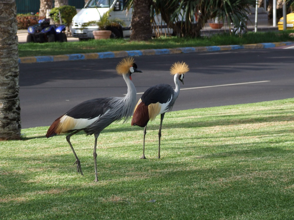 pareja