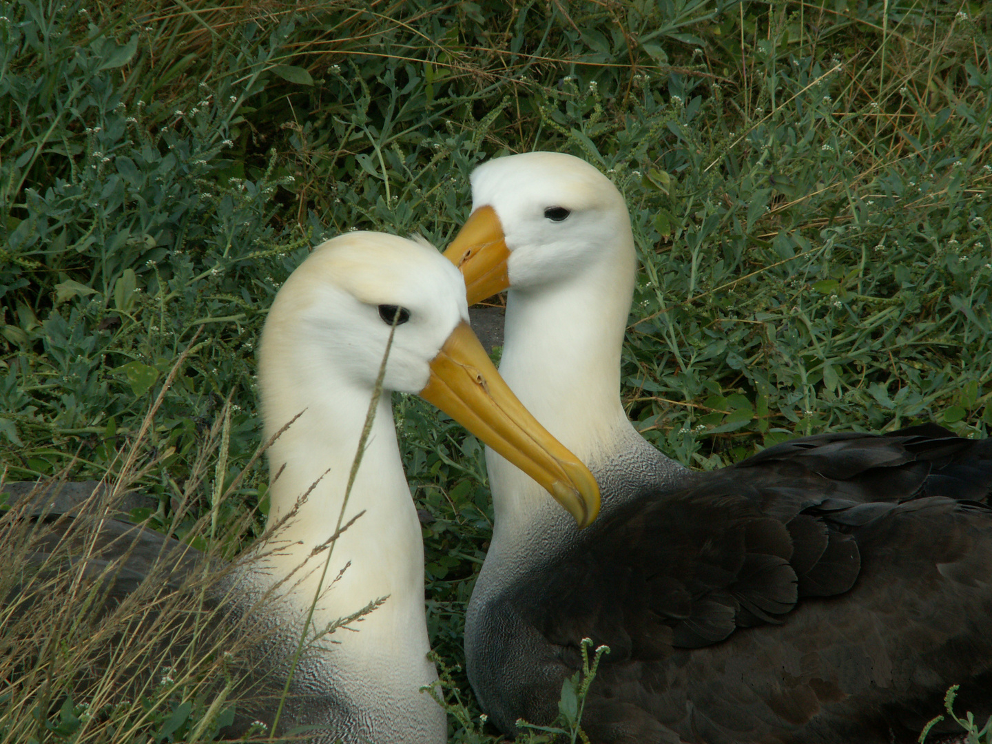 pareja