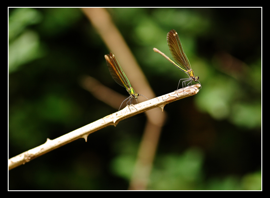 pareja