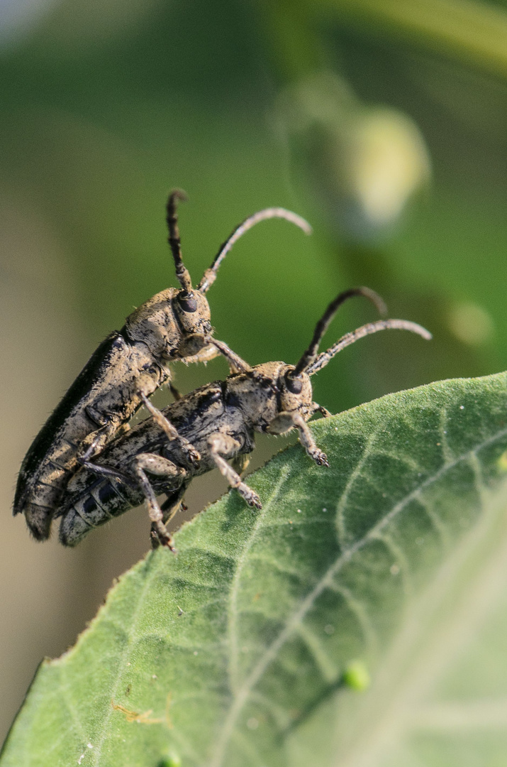 PAREJA COLEOPTEROS