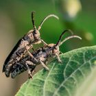 PAREJA COLEOPTEROS