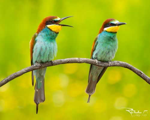 Pareja de Abejarucos