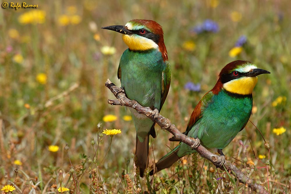 Pareja de abejarucos