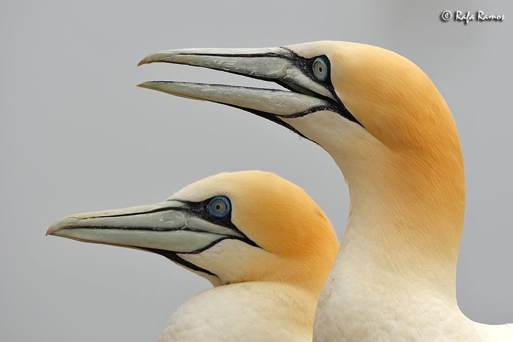 Pareja de Alcatraces