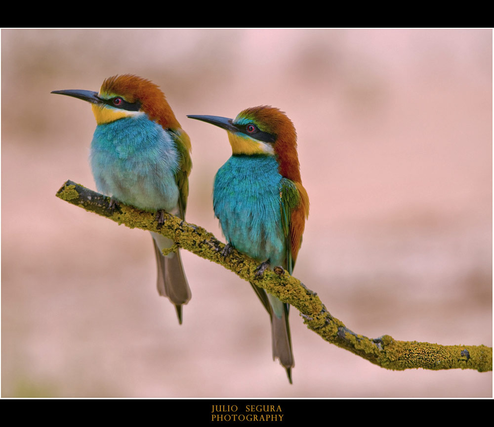 Pareja de Ases