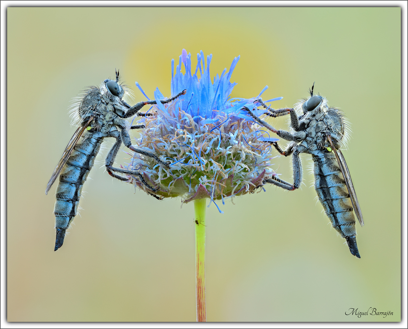 Pareja de Asilidae