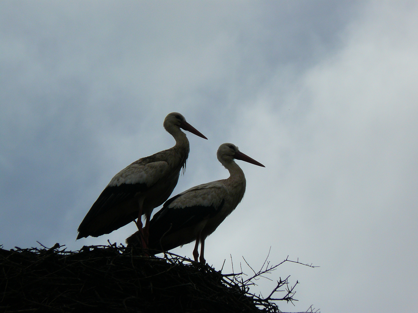 Pareja de cigüeña blanca