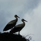 Pareja de cigüeña blanca