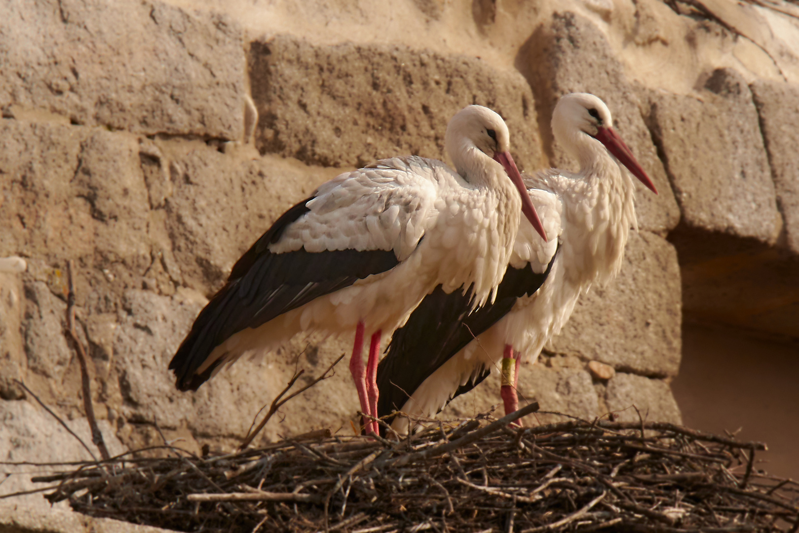 Pareja de cigüeñas