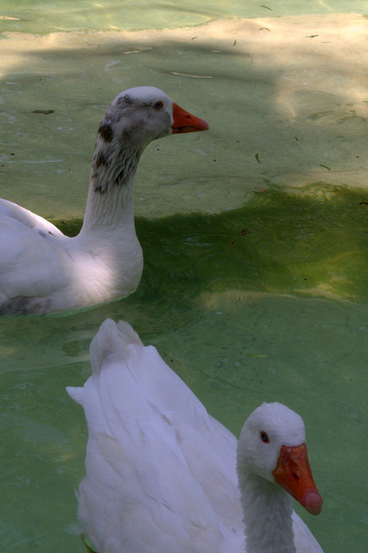 Pareja de cisnes