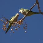 Pareja de Cotorras Monje discutiendo Couple arguing monk parakeets