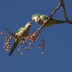 Pareja de Cotorras Monje discutiendo Couple arguing monk parakeets