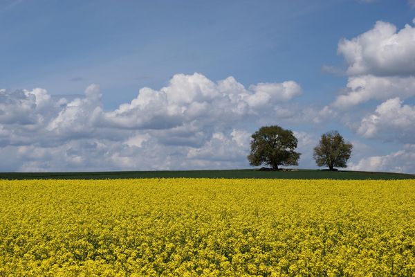 Pareja de encinas en primavera