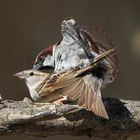 Pareja de Gorriones ( Passer domesticus)