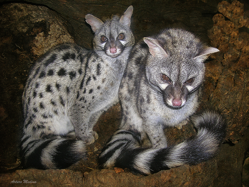 PAREJA DE JINETAS