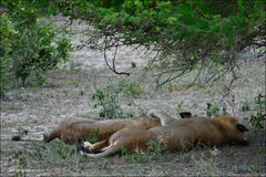 Pareja de leones