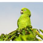 Pareja de loros