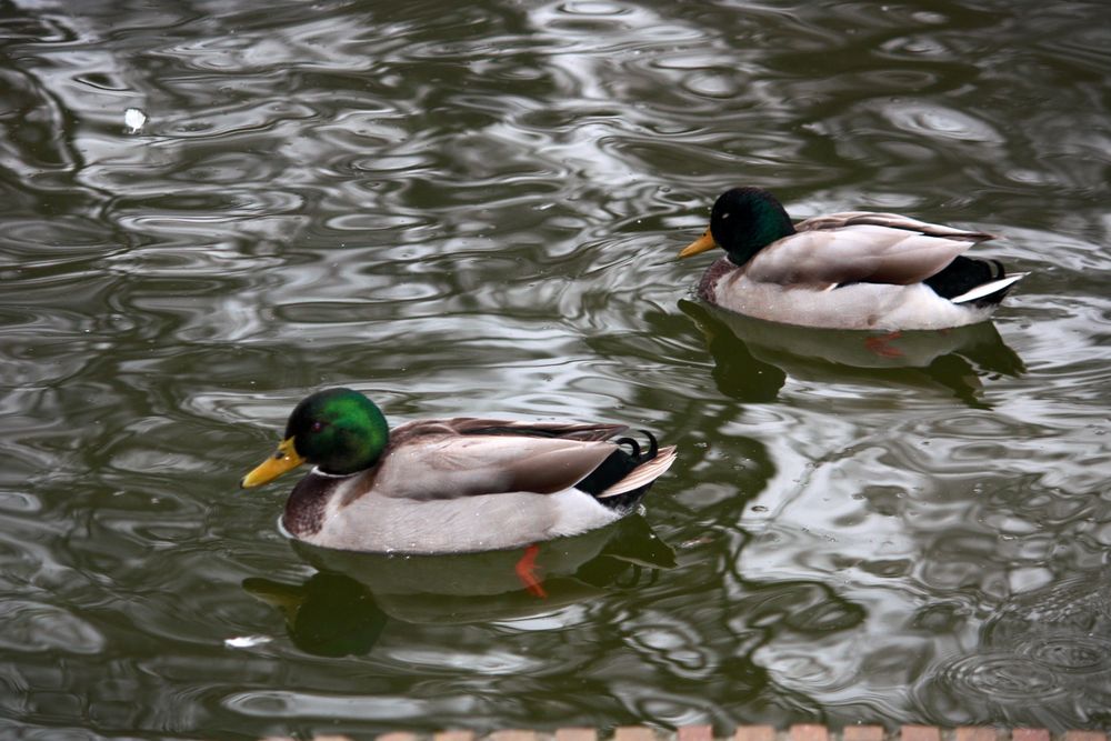 pareja de mandarines