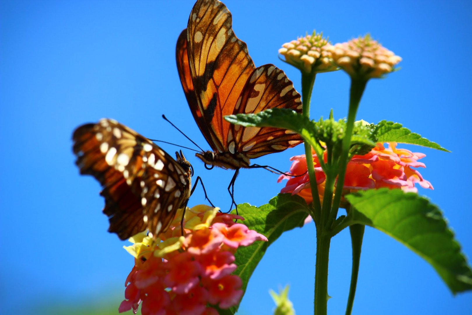 Pareja de Mariposas