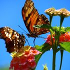 Pareja de Mariposas