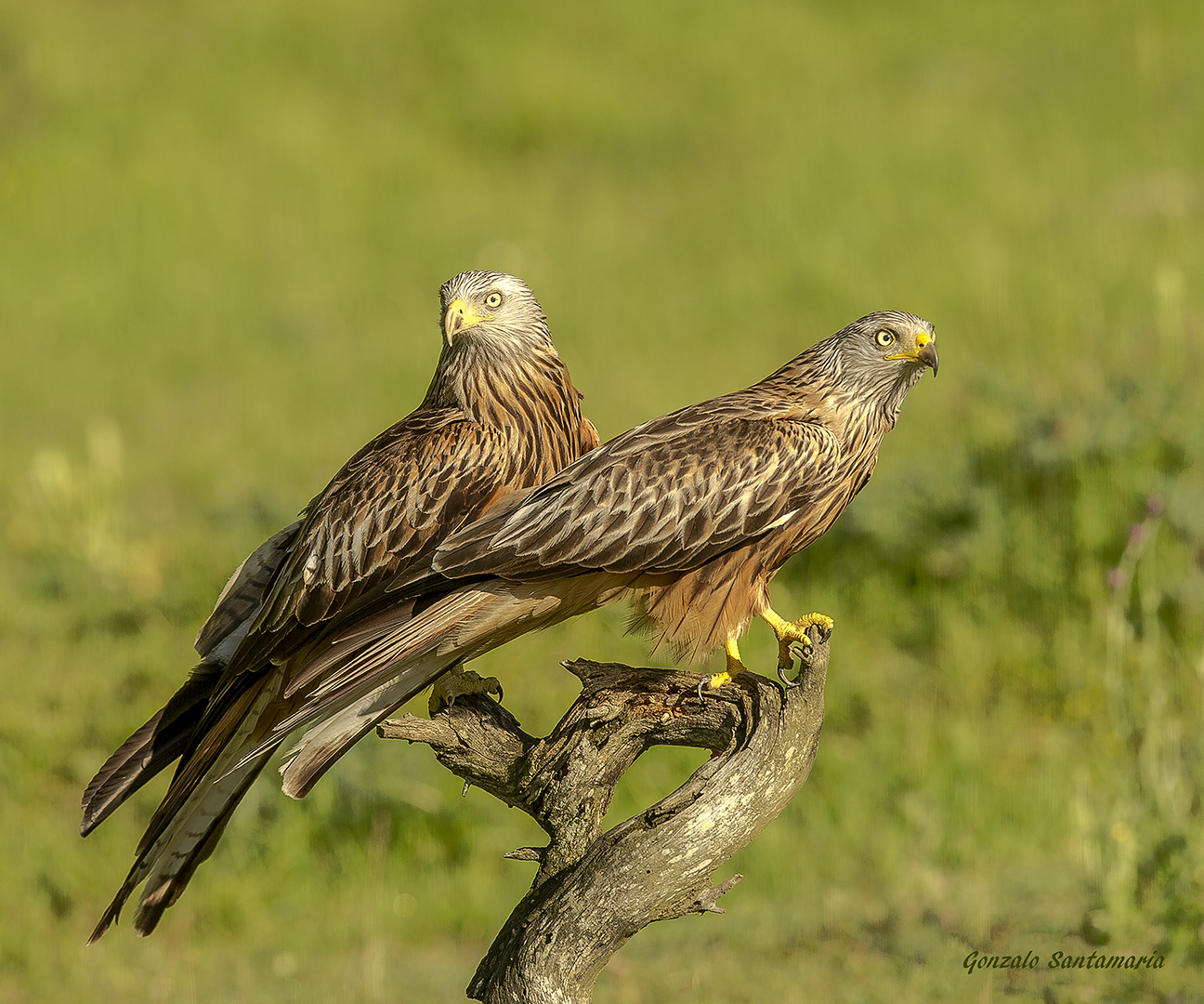 PAREJA DE MILANOS REALES