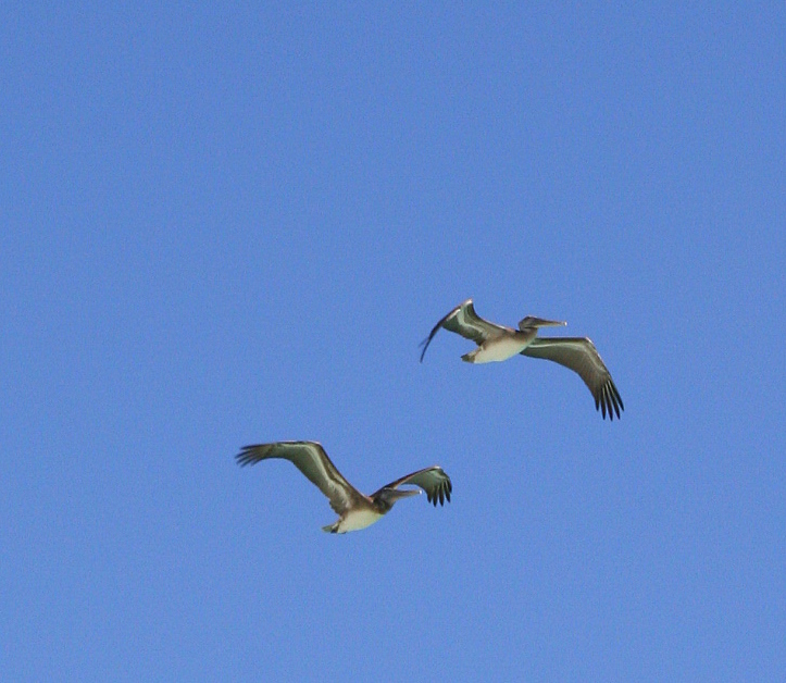 Pareja de Pelicanos.