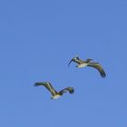 Pareja de Pelicanos.