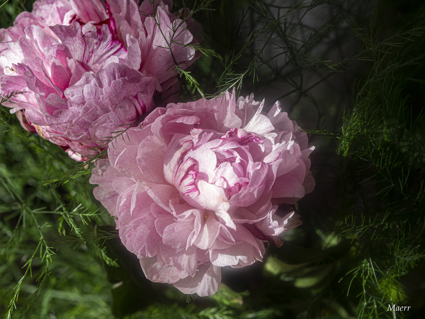 Pareja de peonias rosa