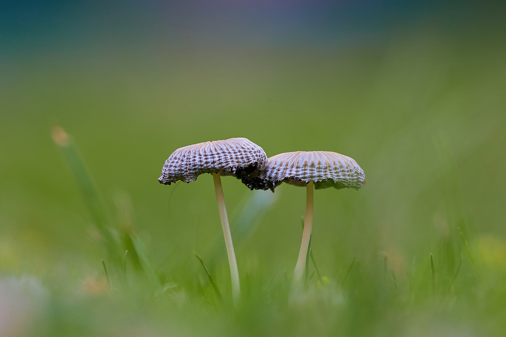 Pareja de setas