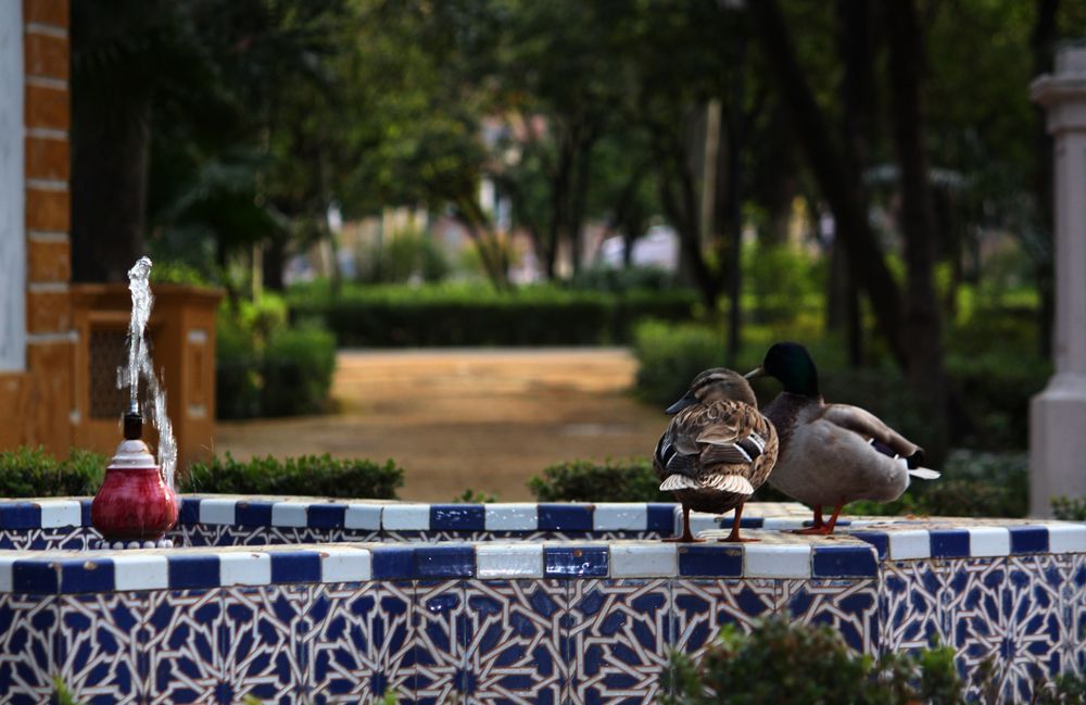 pareja mixta de patos en fuente de azulejos