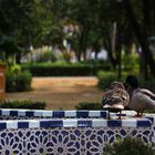 pareja mixta de patos en fuente de azulejos