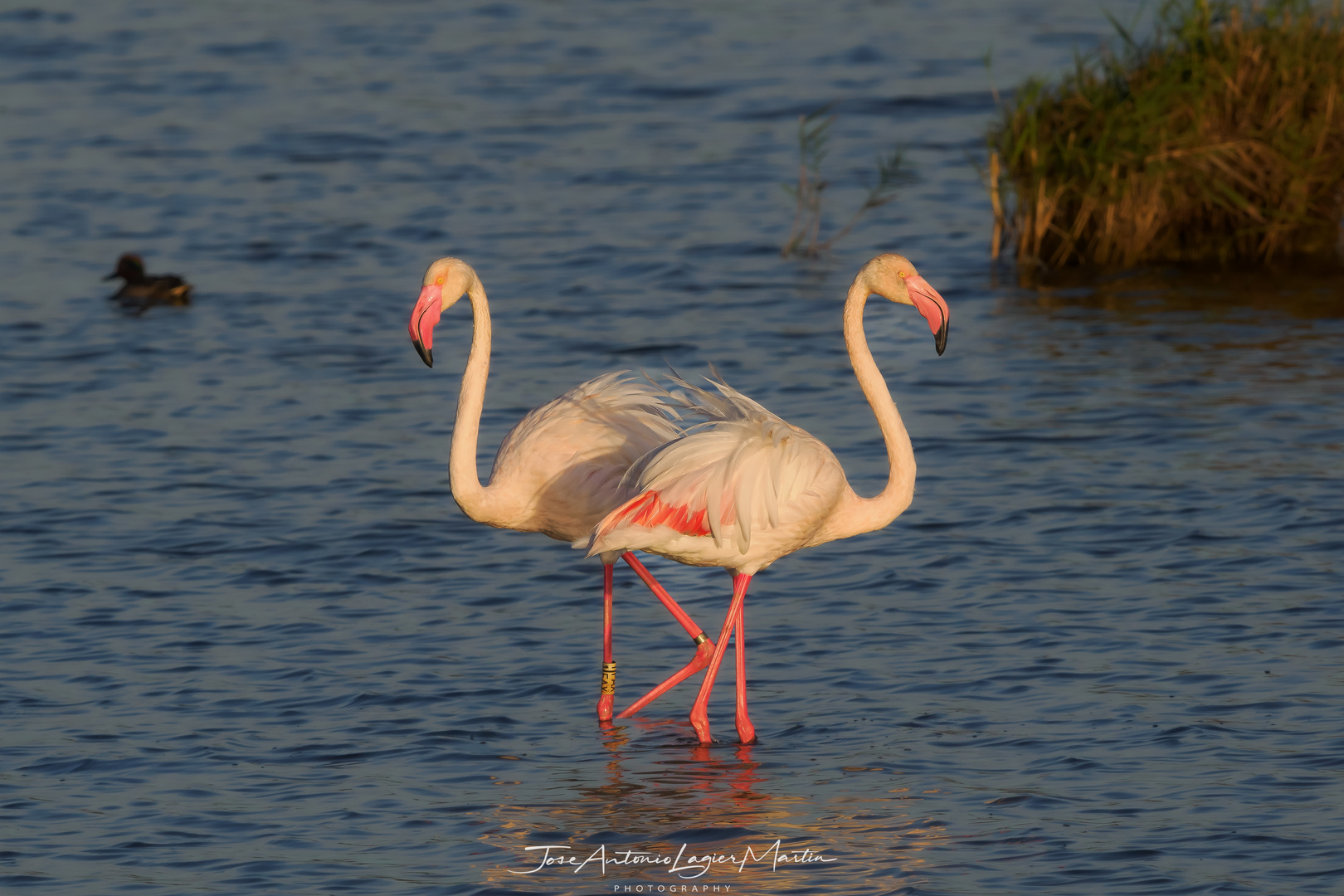 Parejita de flamencos