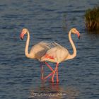 Parejita de flamencos