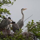 Parent with 4 chicks