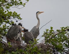 Parent with 4 chicks