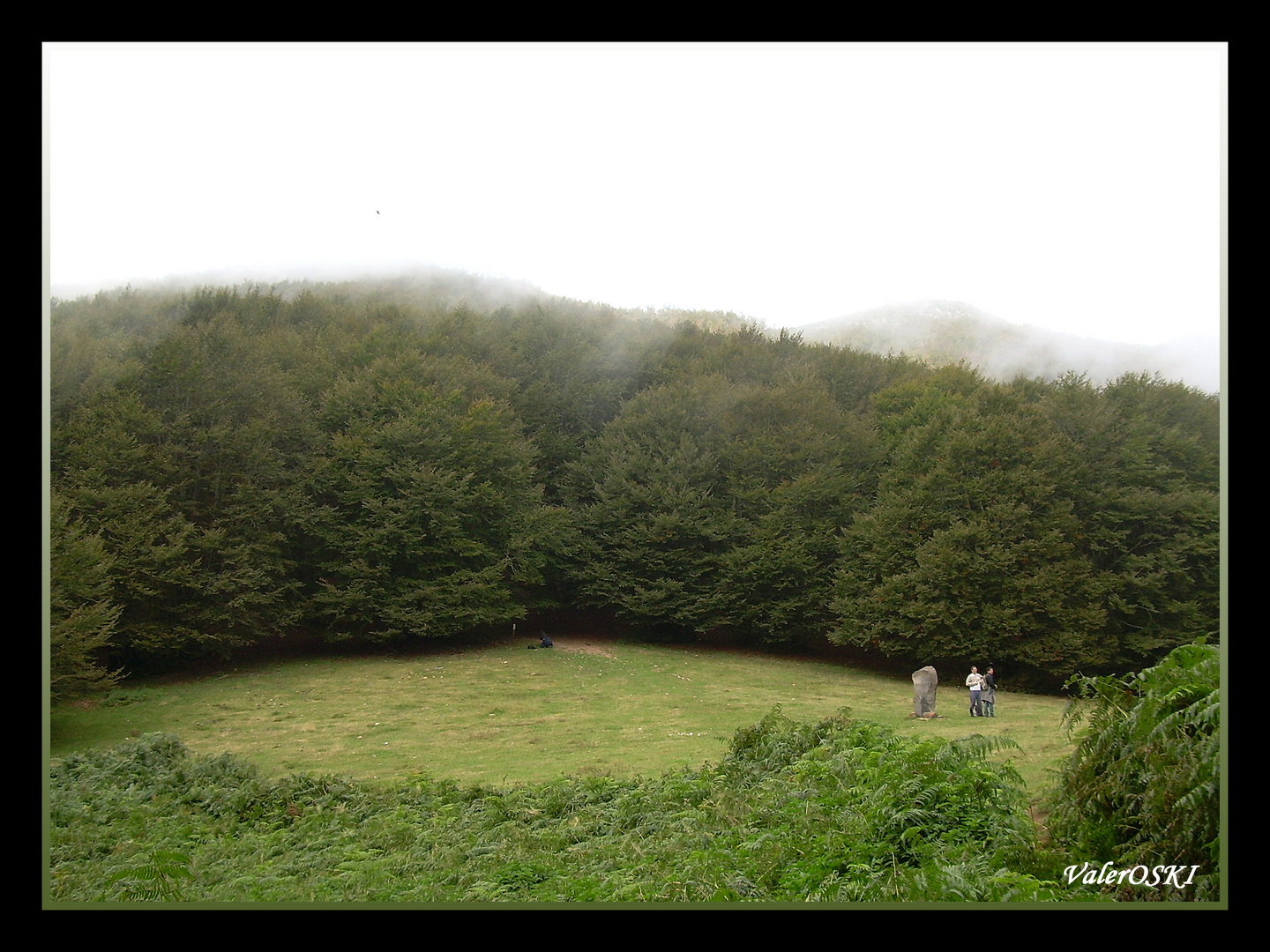 PARENTESIS EN EL BOSQUE