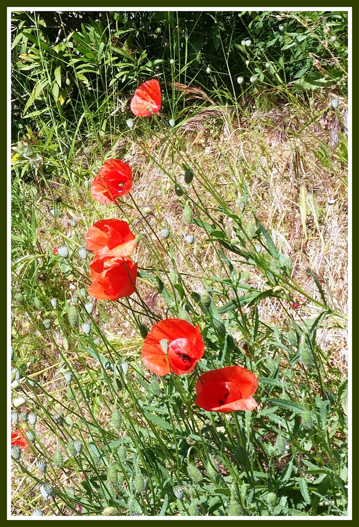 Parenthèse de coquelicots.....