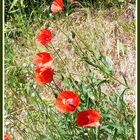 Parenthèse de coquelicots.....