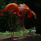 Parents et leur progéniture (Phoenicopterus roseus, flamant rose)