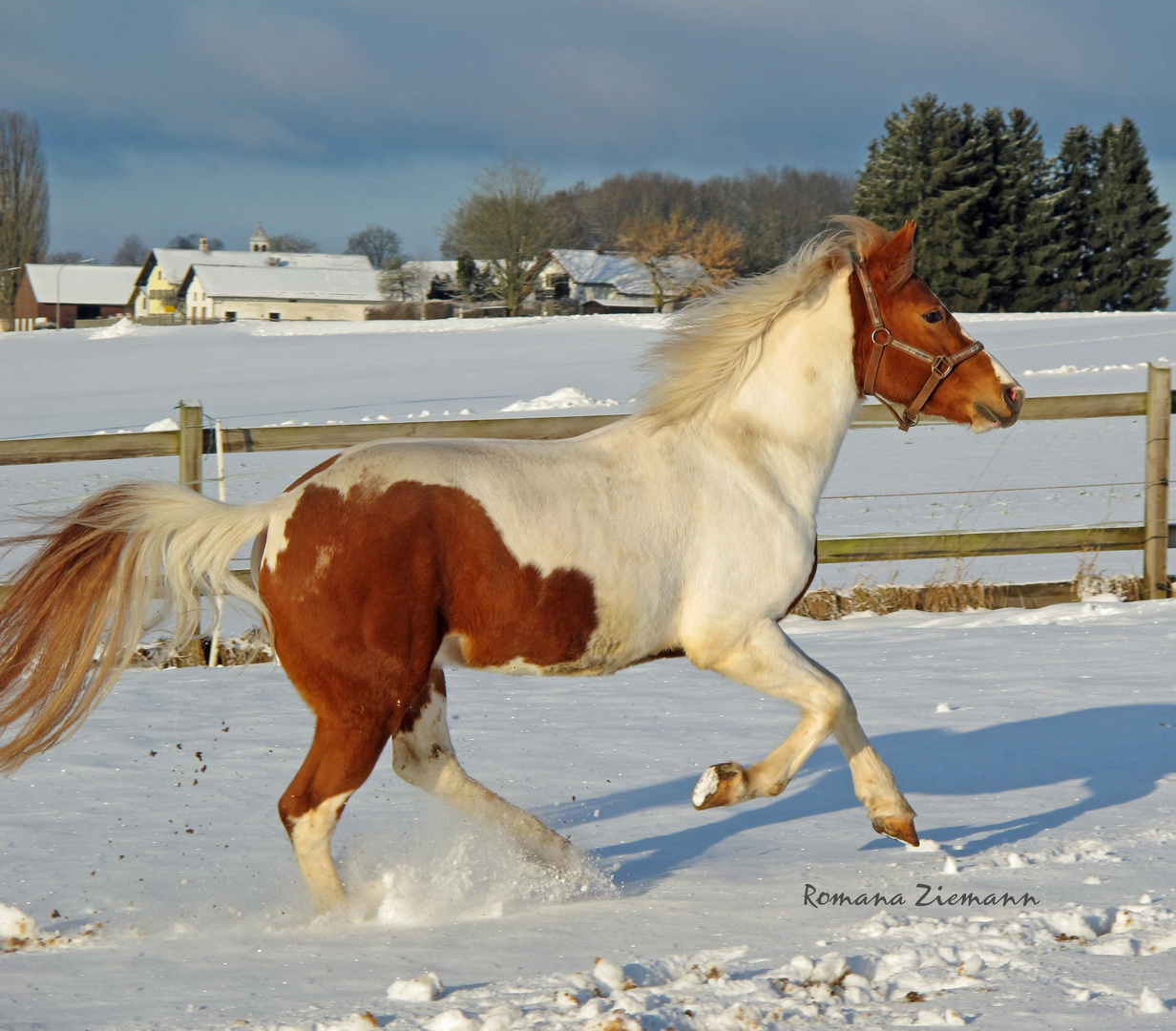 Pares von Lauterbach - kurz vor Weihnachten 2010