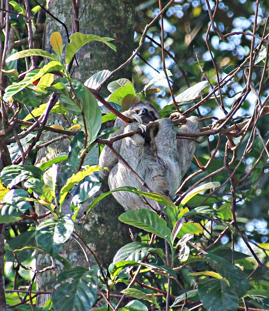 paresseux bien accroché à sa branche