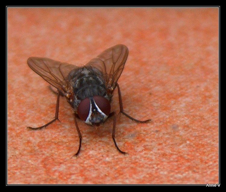 PARFOIS JE PREND LA MOUCHE J'AVOUE!!!