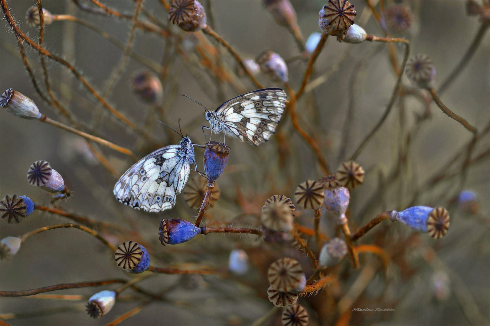 Parfum d'automne