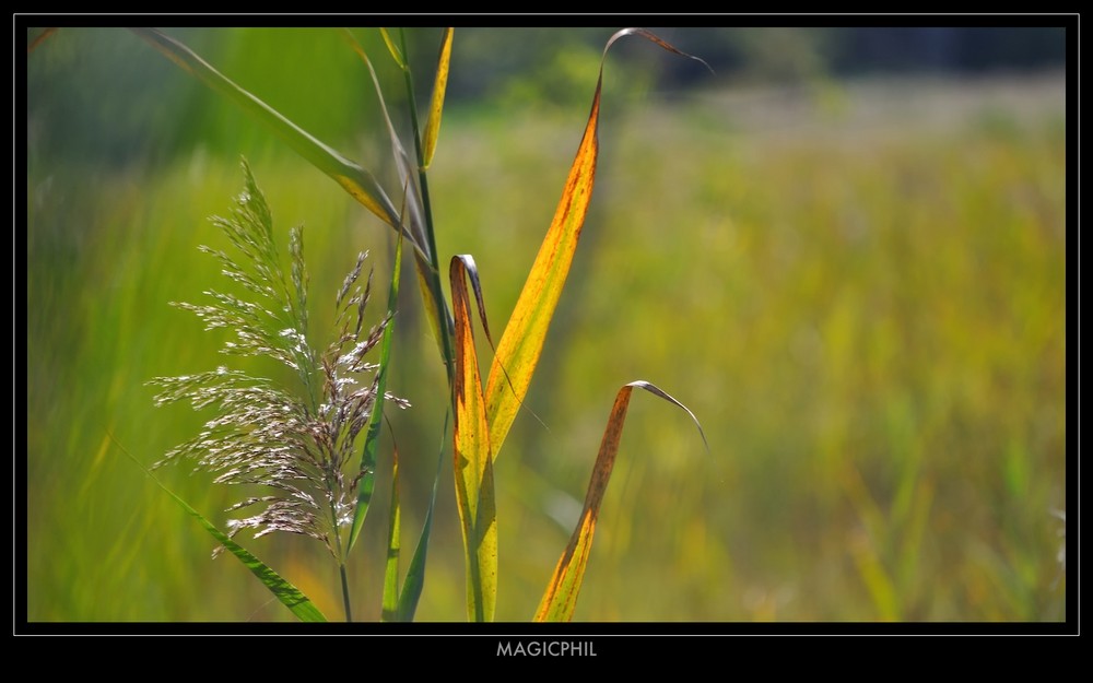 Parfum d'automne