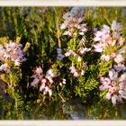 Parfum de calanques